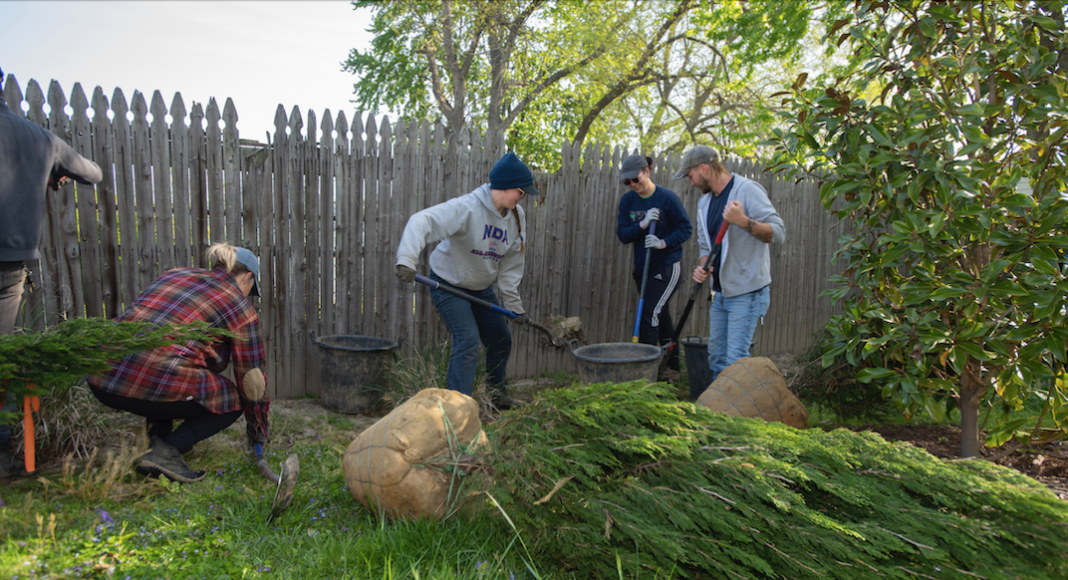 Several people working together to plant trees.